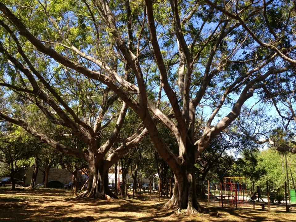 balada de um banco de jardim os azeitonas:10 praças para conhecer em São Paulo – Guia da Semana balada de um banco de jardim os azeitonas:10 praças para conhecer em São Paulo – Guia da Semana