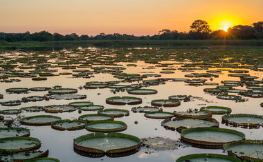 Pantanal é destino perfeito para quem gosta de natureza selvagem; conheça atrações imperdíveis