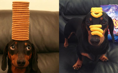 Fotos de cachorro que equilibra objetos na cabeça é a coisa mais fofa que você vai ver hoje 
