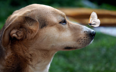 Animais resgatados podem ser adotados em feira gratuita no Shopping Vila Olímpia