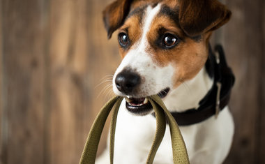 Projeto incentiva pessoas a passearem com cães para adoção