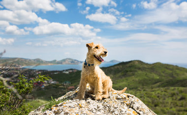 4 cidades próximas a SP para viajar com seu cachorro e curtir a natureza