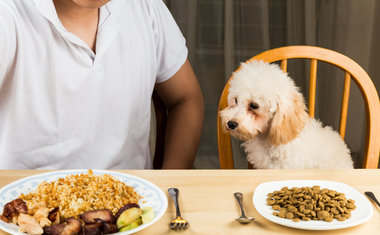 Alimentação para pets: tudo sobre comida caseira e alimentos proibidos para cães e gatos