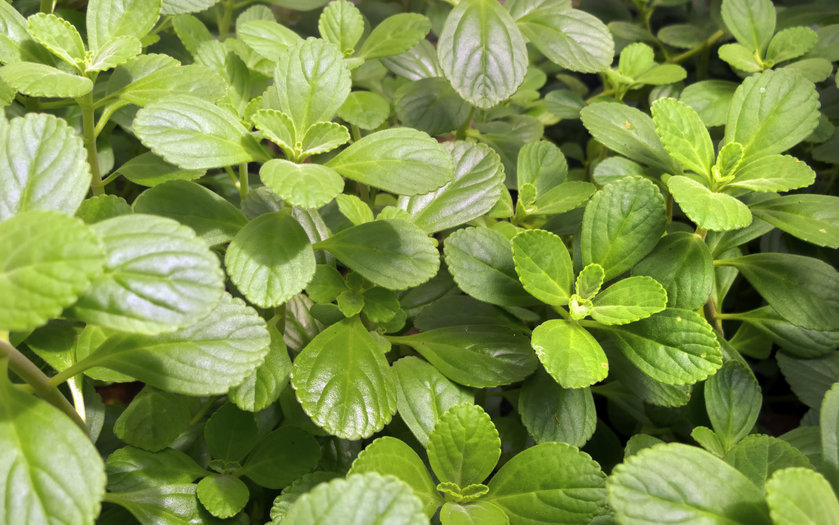 Além da decoração 5 plantas medicinais que você deveria ter em casa Além da decoração 5 plantas medicinais que você deveria ter em casa