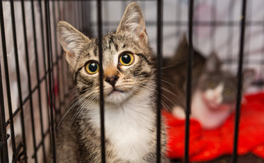 Centro de adoções exclusivo para gatos é inaugurado na Rua Augusta