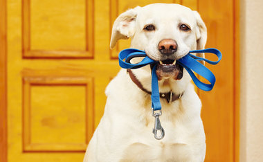 Leishmaniose Visceral Canina tem tratamento: saiba mais sobre a doença que acomete cães em todo o mundo 