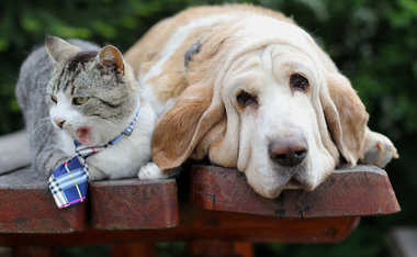 RG para pets permite o registro e documentação diferenciada para seu animal; saiba mais!