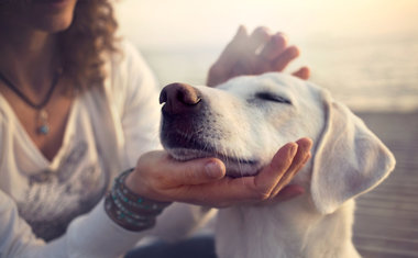 Pet: campanha de vacinação contra raiva é realizada no mês de agosto; saiba tudo sobre a doença!