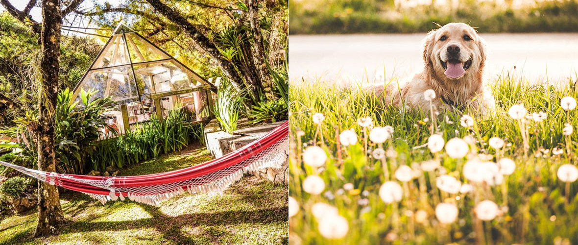 Hotel Fazenda Perto De Sao Paulo Que Aceita Cachorro