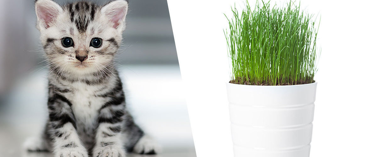 Plantar Milho De Pipoca Para Gato