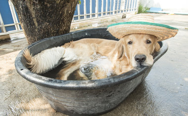 Tá calor? 5 cuidados com o pet durante o verão