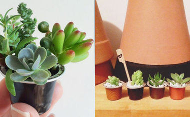 Além do vaso: 5 lugares para plantar e decorar sua casa