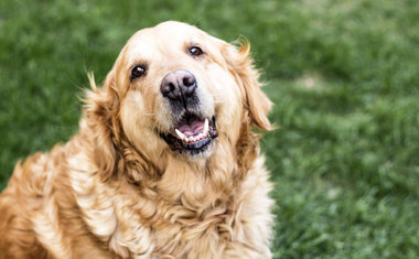 Obesidade Pet: entenda os riscos e cuidados que você deve ter com seu animal