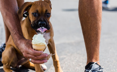 6 passeios incríveis para fazer com seu pet durante as férias em São Paulo