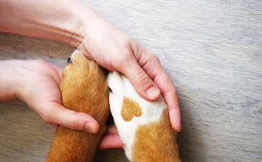 Apadrinhe um pet: ação ajuda cães e gatos que foram maltratados