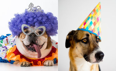 Já é Carnaval: 6 fantasias divertidas para o seu pet