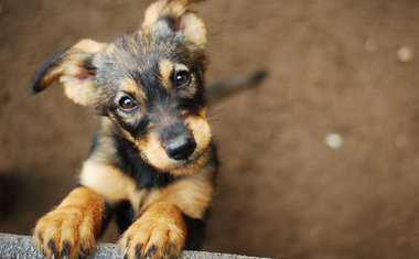 11 lugares para adotar cães e gatos em São Paulo