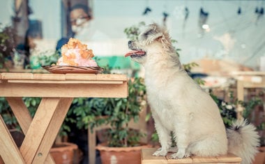 De cerveja a hambúrguer: 4 lugares em São Paulo com cardápio para os pets