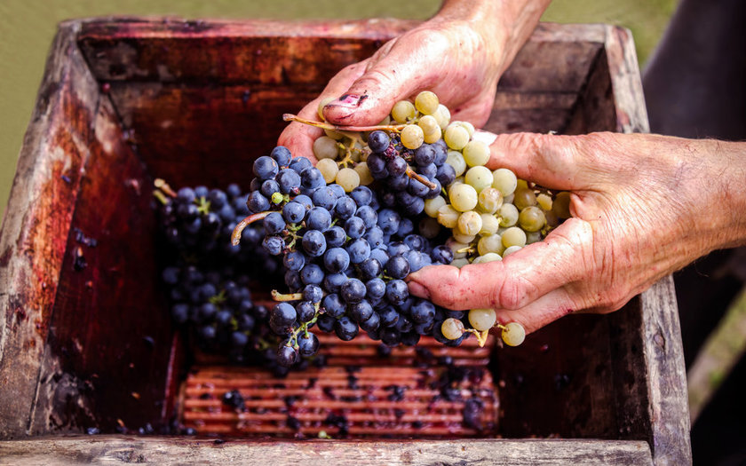 VINHOS BELLA AURORA