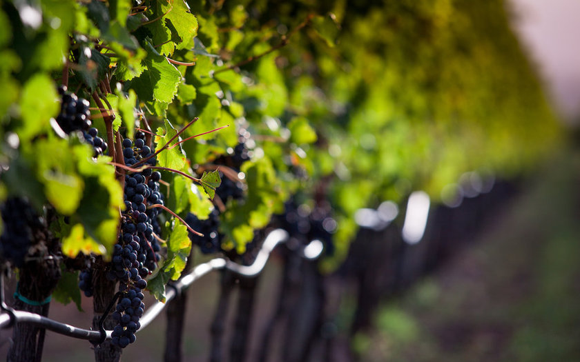 VINHOS REAL D'OURO
