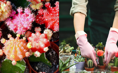 Saiba como plantar cactos coloridos em casa e ter um jardim alegre