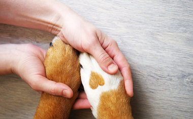 São Paulo inaugura em outubro mais uma unidade do Hospital Veterinário Público