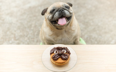 Entenda porque seu cachorro não pode comer chocolate