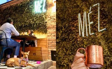 Pet friendly: conheça 5 bares em São Paulo onde seu pet é bem-vindo 