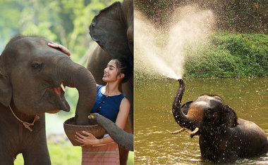 Turismo do Bem: conheça os Santuários de Elefantes na Tailândia