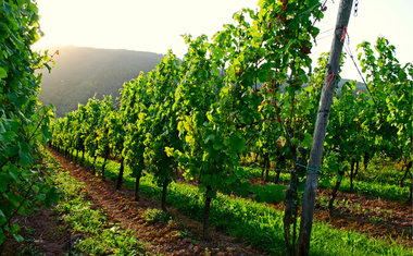 Quinta do Olivardo - São Roque