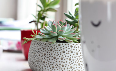 Decoração verde: 5 plantas ideais para ter em seu apartamento 