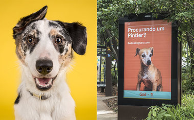 Site ajuda adoção de vira-latas usando buscas erradas por raças de cachorros; saiba mais!