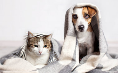 6 cuidados básicos com seu cão ou gato durante o inverno