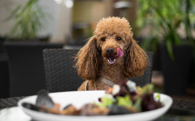Confira mais de 30 restaurantes pet friendly em São Paulo