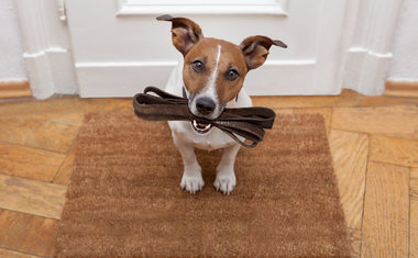 8 dicas para deixar o passeio com o seu cãozinho ainda melhor