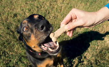 Aprenda a fazer um biscoito caseiro para cachorro 