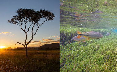 Parque Nacional das Emas, em Goiás, é opção de viagem para toda a família