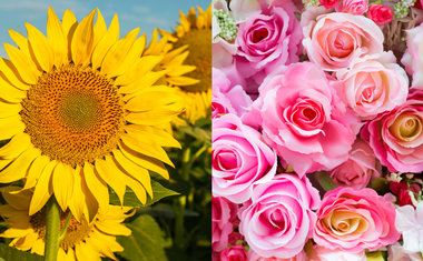 De Orquídea a Girassol, conheça as flores da Primavera