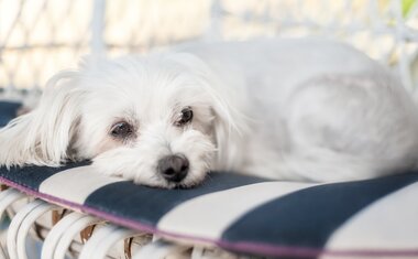 Descubra qual raça de cachorro combina mais com o seu signo