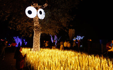 Imagem de destaque para Parque Villa-Lobos recebe experiência imersiva de luz com instalações gigantes e interativas