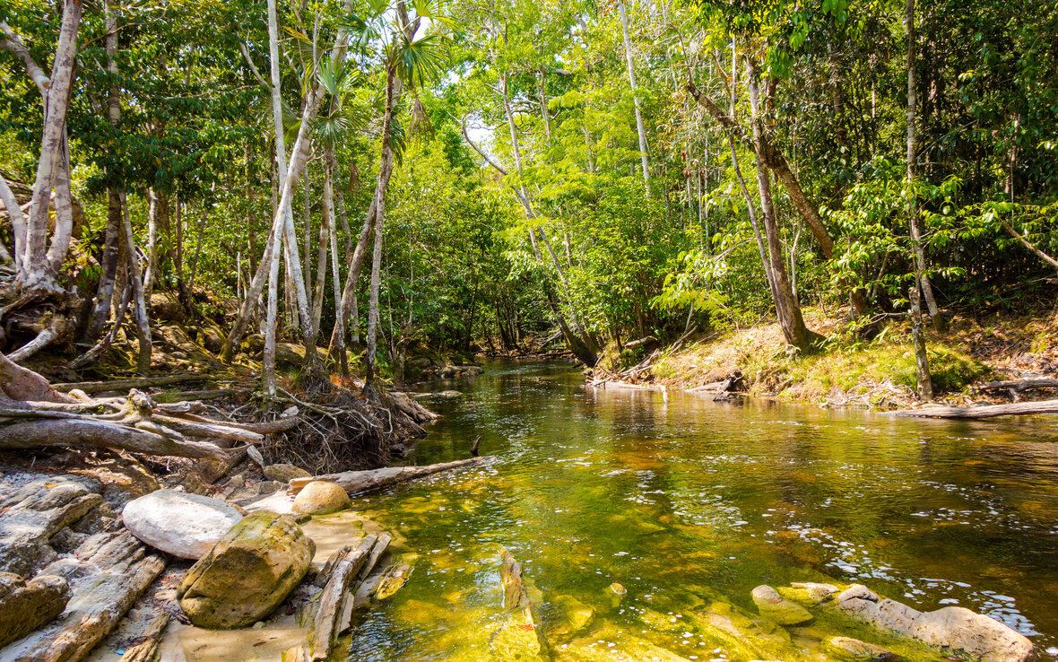 Muita natureza: 5 lugares imperdíveis para conhecer no Amazonas