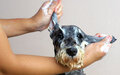 5 cuidados básicos com o pet na hora do banho 