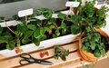 10 dicas para fazer uma hortinha em casa