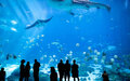 7 zoológicos e aquários ao redor do mundo para visitar online