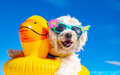 Praia de Juquehy recebe 'Dog Beach Park' para que pets possam ir à praia; saiba tudo!