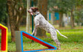 Imagem de destaque para Cachorródromo do Ibirapuera volta com tudo: confira as melhorias e novas atrações para os pets