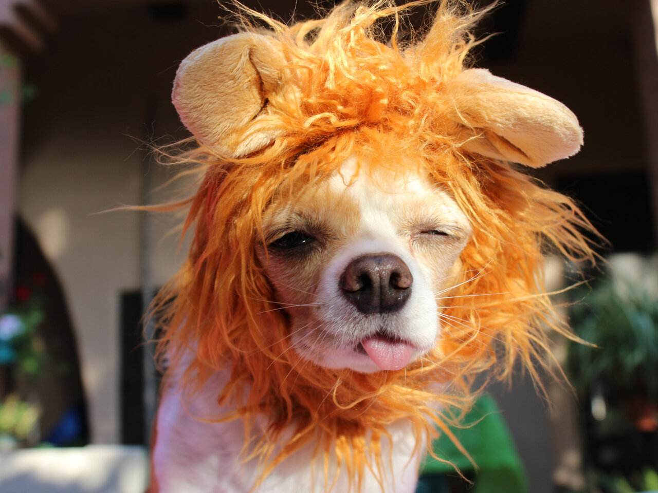 Halloween: 10 tutores e seus pets com fantasias combinando, Comportamento