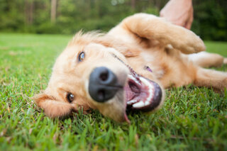 Na Cidade: Parque de diversões para cachorros no Mooca Plaza Shopping