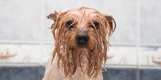 Comportamento: 22 imagens de cachorros molhados que vão fazer seu dia mais feliz