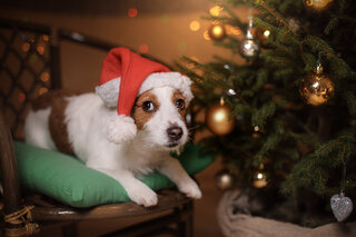 Na Cidade: Shopping Villa Lobos recebe pets para tirar fotos natalinas com Papai Noel 